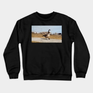 Canada Goose Walking On The Sidewalk Crewneck Sweatshirt